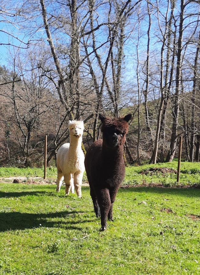 Posada Pet Friendly El Molino De Cantabria Entrambasaguas  Esterno foto